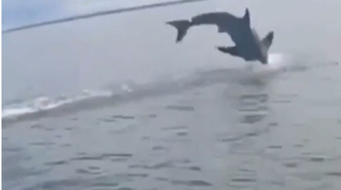 Qarmağına köpəkbalığı keçən balıqçı son anda qurtuldu - VİDEO