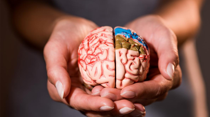 Beyin sağlamlığı üçün nə yemək lazımdır? - 7 əsas məhsul 