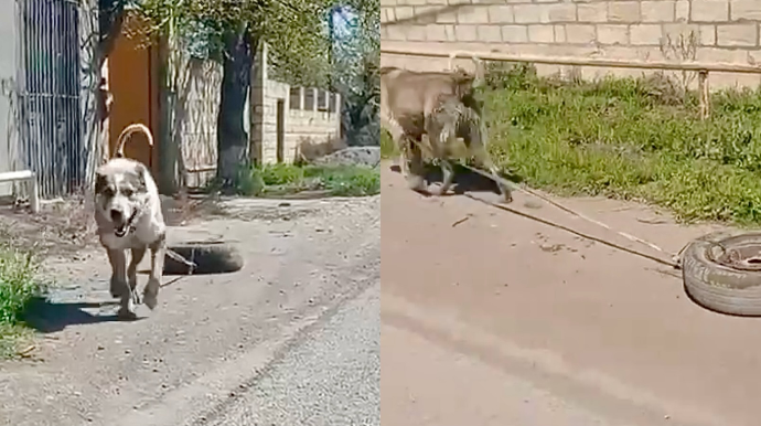 Goranboyda itin boğazına kəndirlə təkər bağlayan şəxs  CƏZALANDIRILDI   - VİDEO