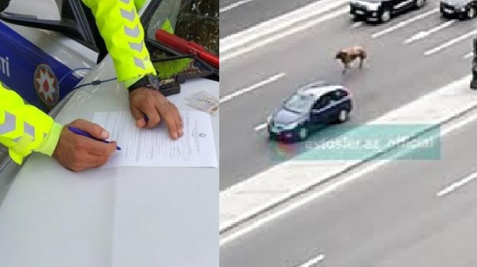 Yol polisi yola qaçan dananın sahibini CƏRİMƏLƏDİ - VİDEO