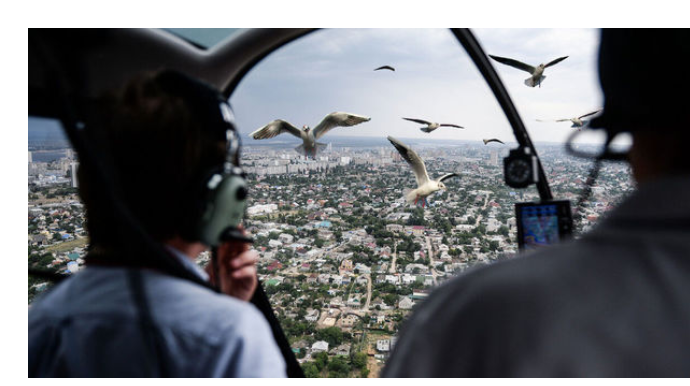 Sərnişin təyyarəsi quş dəstəsinə çırpıldı: İnsanların təşvişi kamerada - VİDEO