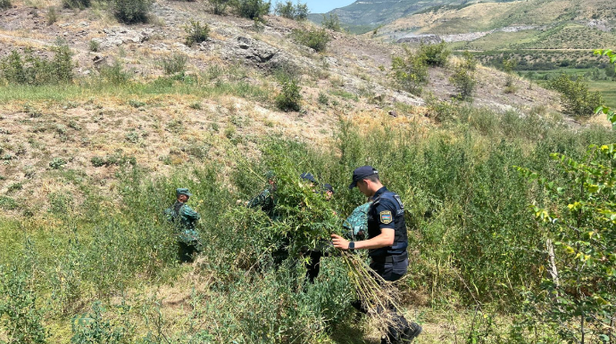 Zəngilanda üç tondan çox çətənə bitkisi yandırıldı  - FOTO