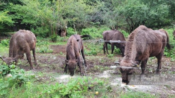 Şahdağ Milli Parkında son iki həftədə dörd zubr balası doğulub - FOTO 
