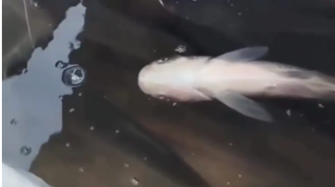 Azərbaycanda BU DA OLDU:  "06"nın baqajında akvarium hazırlayıb balıq satdılar  - VİDEO