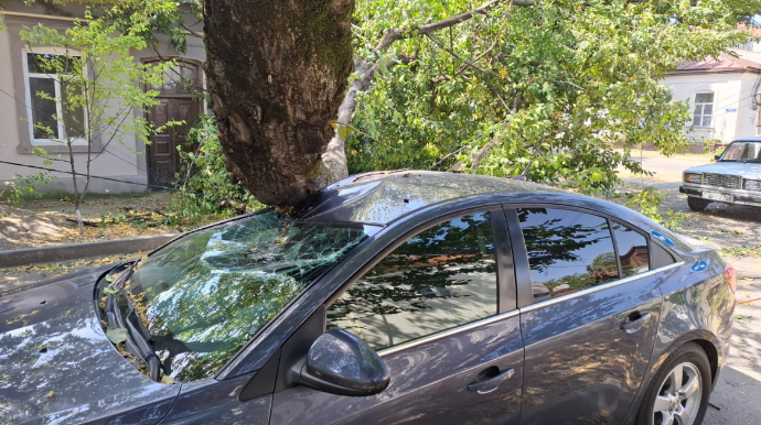 Mingəçevirdə avtomobilin üzərinə ağac aşıb 