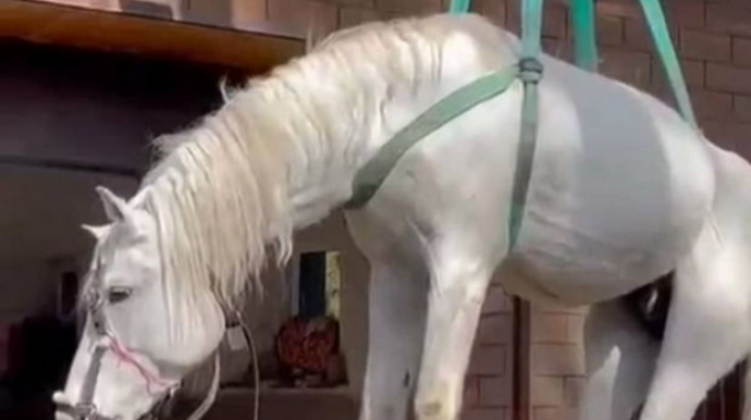 Rusiyada “uçan at” sosial şəbəkələrin fenomeninə çevrildi   - VİDEO