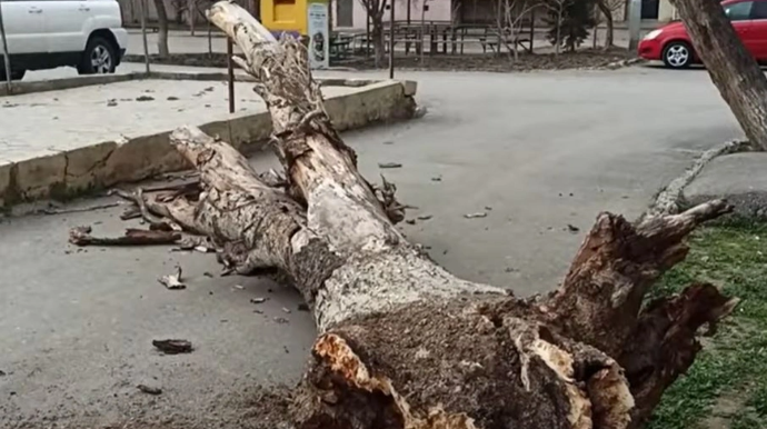 Bakıda ağac qadının üzərinə aşdı 