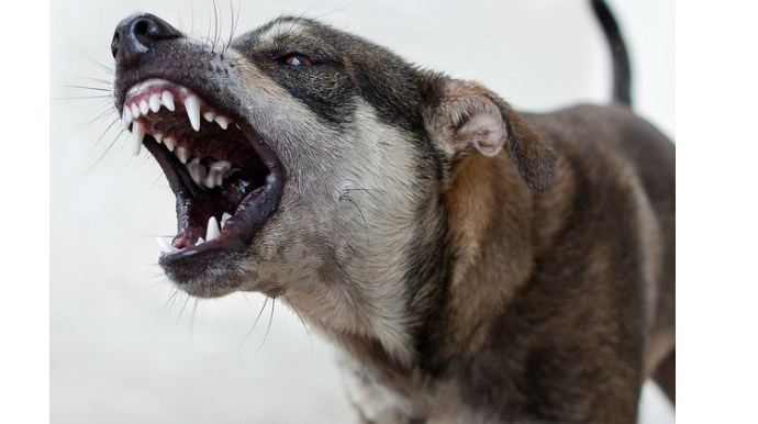 Бездомные собаки насмерть загрызли россиянина