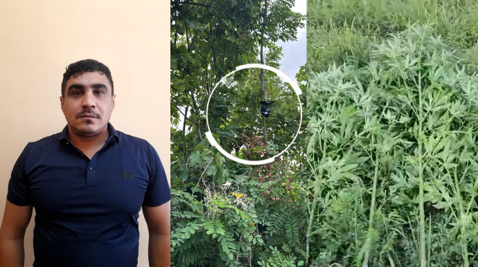Bağ sahəsini narkotik plantasiyasına çevirib videokameralarla izləyən şəxs saxlanıldı - FOTO - VİDEO