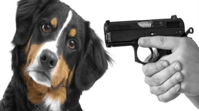 Azərbaycanda DƏHŞƏT:  İtini öldürüb, özünü güllələmək istədi