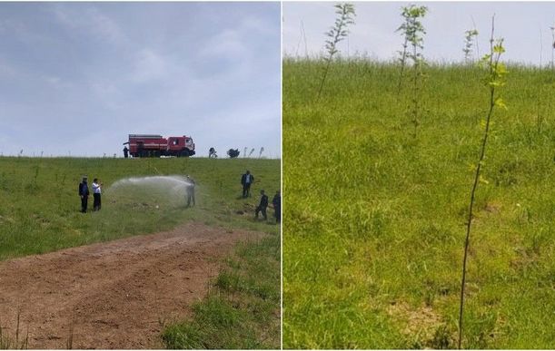 Zəngilanda yeni səpilən palıd toxumları cücərib - FOTO