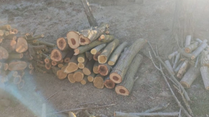 Ağdaşda qanunsuz ağac kəsən şəxs müəyyən edilib  - FOTO