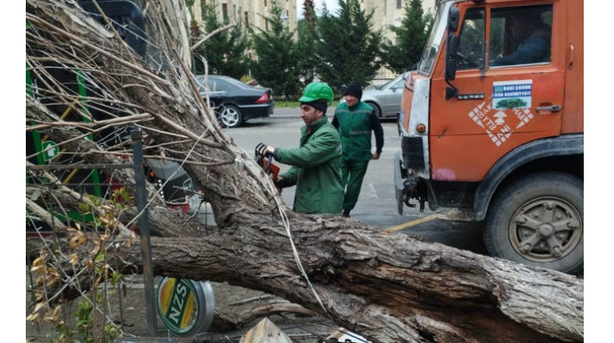В Баку сильный ветер повалил 15 деревьев