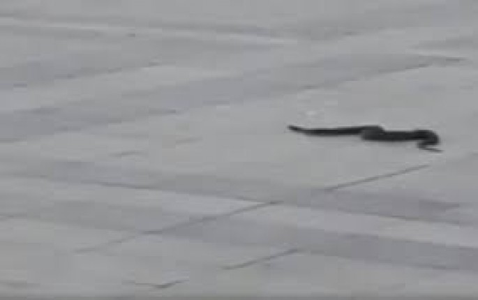 Fəvvarələr meydanında ilan peyda oldu – VİDEO