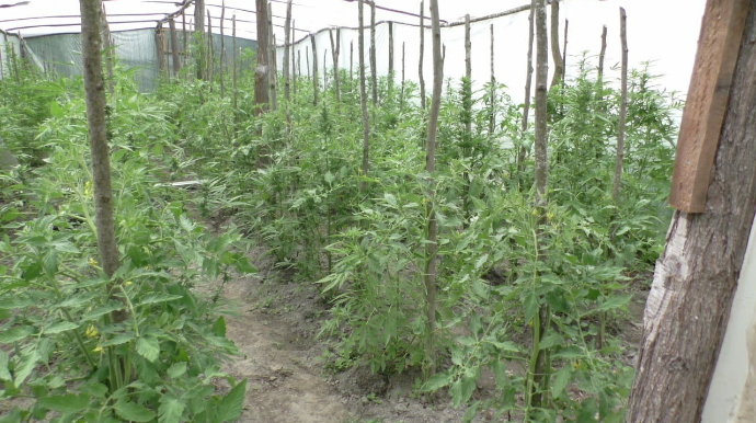 Polis Balakəndə əməliyyat keçirdi;  5 nəfər saxlanıldı - FOTO 