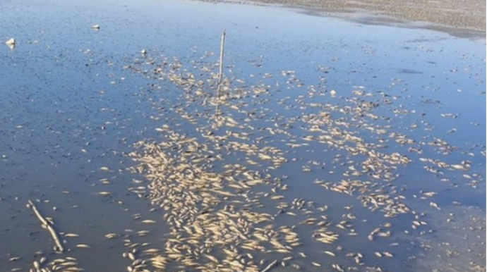 Bənəniyar su anbarında balıqların kütləvi tələf olması araşdırıldı