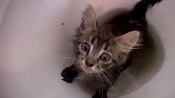 Kanalizasiyaya atılan pişik qonşu mənzilin unitazından çıxdı - FOTO 