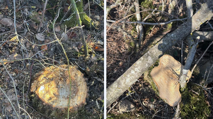 Oğuzda 40 ağacın kəsilməsinə görə cinayət işi başlanıb, saxlanılan var - FOTO