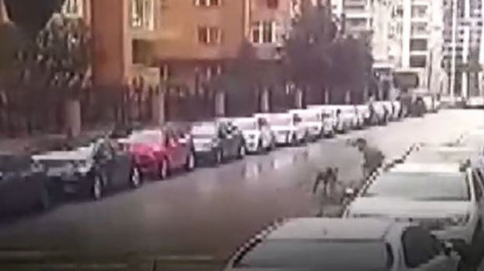 Canını sahibsiz itlərdən xilas etmək üçün avtomobillərin üzərinə çıxdı– VİDEO 