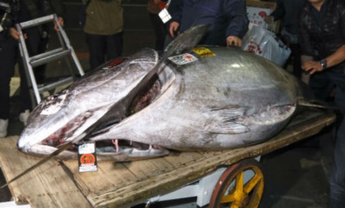 Dünyanın ən bahalı balığına milyonlar ödədilər - FOTO + VİDEO