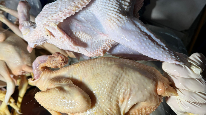 “Kənd toyuğu”nu sintetik maddə ilə rəngləyibmişlər - FOTOLAR 