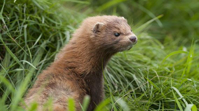 İnsanın su samurundan koronavirusa yoluxması faktı təsdiqləndi