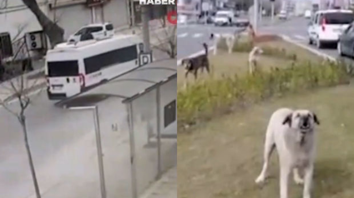 Sahibsiz itlərdən canını qurtarmağa çalışan yeniyetməyə mikroavtobusa çırpıldı - VİDEO 