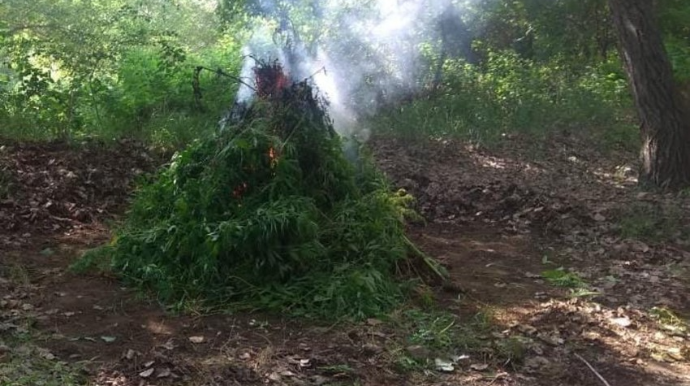 Zərdabda 1 tondan artıq yabanı halda bitmiş çətənə bitkisi yandırıldı - FOTO