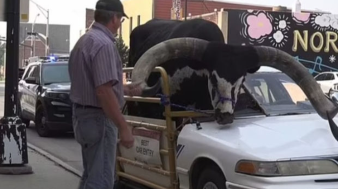 Amerikalı fermer 700 kiloqramlıq öküzü öz avtomobilində gəzdirdi  - VİDEO - FOTO