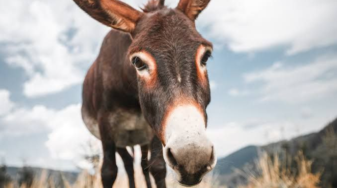 Azərbaycanda 5 min eşşək “yoxa çıxıb”