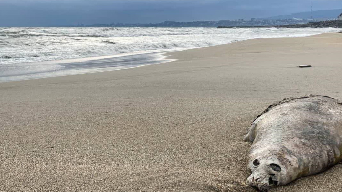 Xəzər dənizinin Dağıstan sahillərində 320-dən çox ölü suiti tapılıb