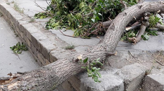 Güclü külək Bakıda 9 ağacı sındırdı 