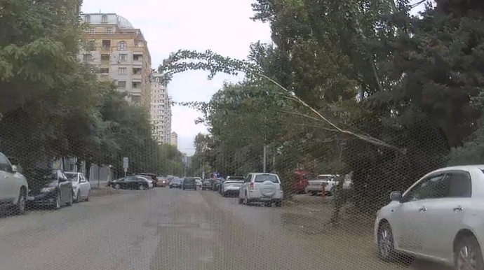 Это дерево может свалиться кому-то на голову -  ЖАЛОБА - ВИДЕО 