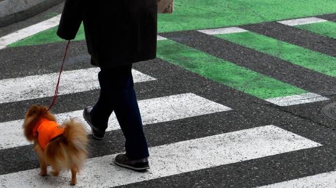 "Podiumda gəzən" piyadalar, "sürət yarışı"na çıxan sürücülər - VİDEO 