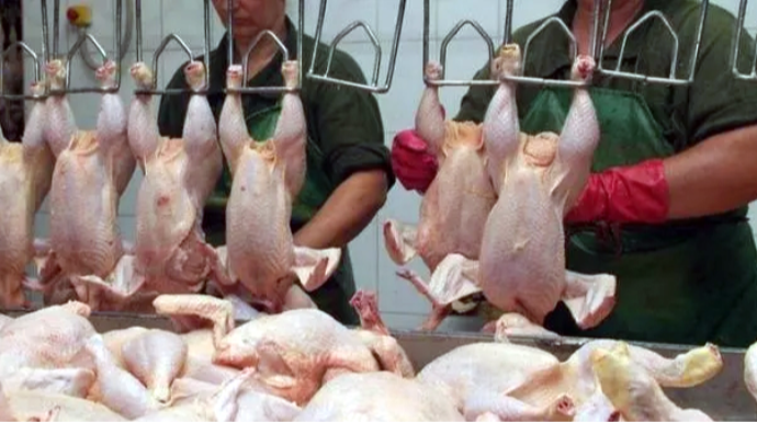 Toyuq məhsullarında qalan tüklər təhlükəlidirmi? - Ekspert AÇIQLADI 