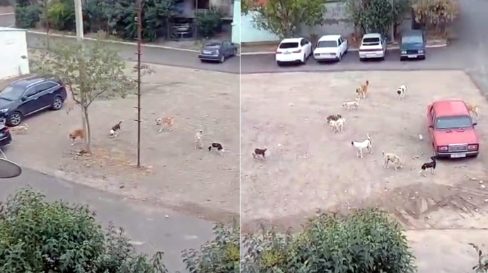 Gəncədə sakinləri qorxuya salan küçə itləri - VİDEO