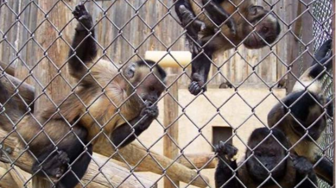 İsmayıllıda heyvanları qəfəsdə saxlayan restoran sahibi cəzalandırılıb