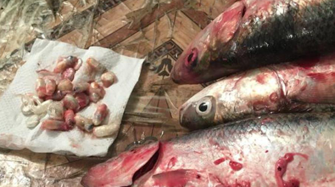 Həbsxanaya balığın içində narkotik keçirmək istəyən qadın tutulub