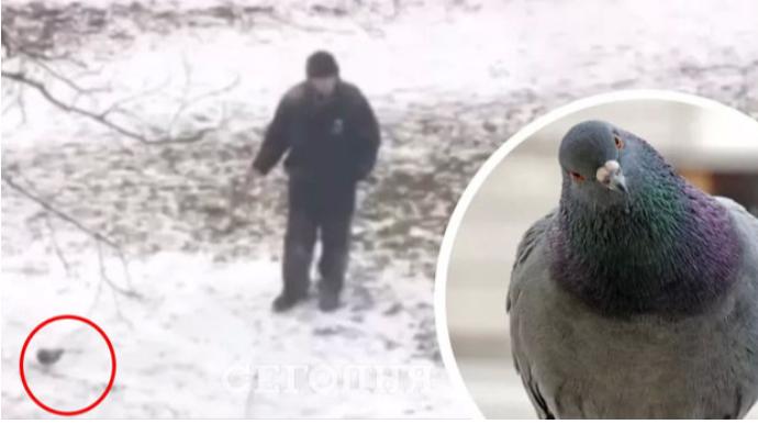 В Киеве мужчина выгуливал голубя на поводке  - ВИДЕО