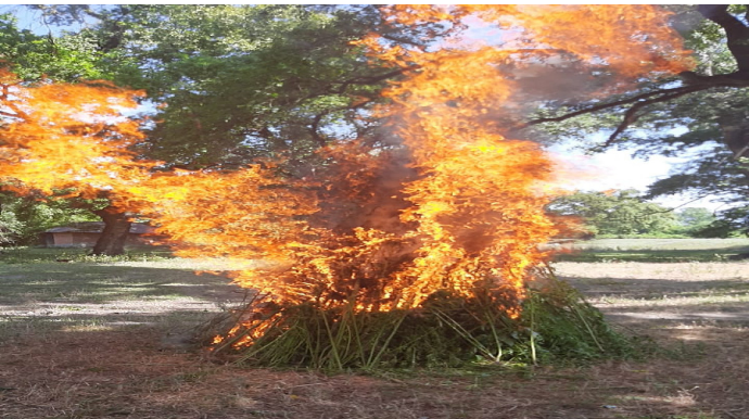 Zaqatalada 2 tondan artıq çətənə kolu məhv edilib
