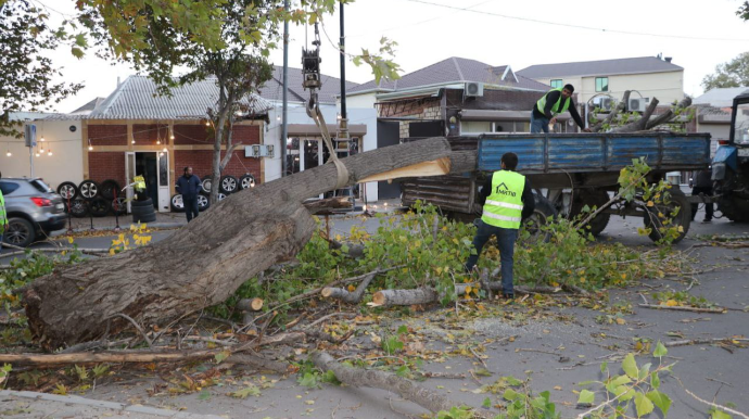 Gəncədə irigövdəli ağac yola aşıb, avtomobillərin hərəkətində çətinlik yaranıb - FOTOLAR 