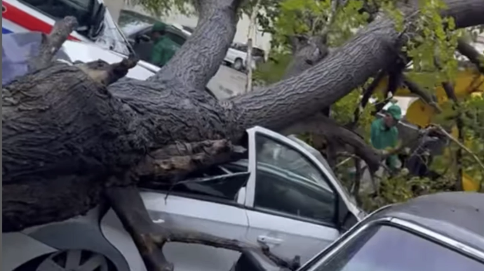 Bakıda ağac avtomobilin üzərinə aşdı - VİDEO