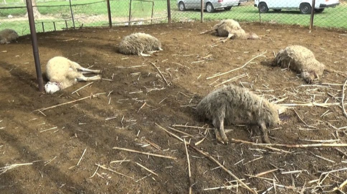 Bərdədə canavar sürüsü kəndə hücum edib: Tələfat var - FOTO