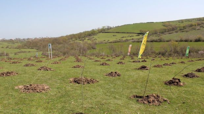 “Yaşıl Marafon”  layihəsi üzrə ağacəkmə aksiyaları uğurla davam edir   - FOTO