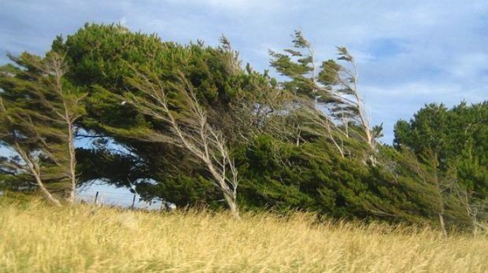 Güclü külək Daşkəsəndə fəsadlar törədib