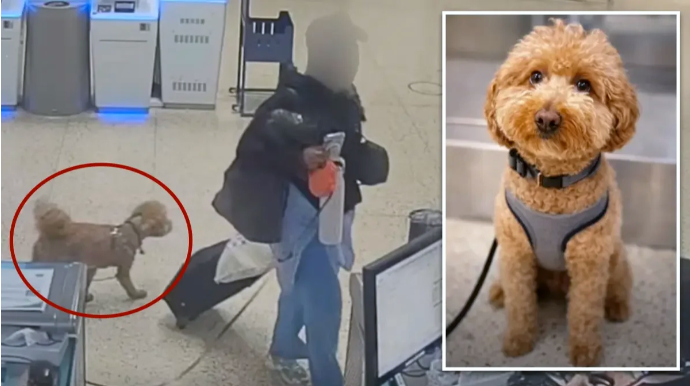 İtini hava limanında qoyub qaçan qadın həbs edildi - VİDEO