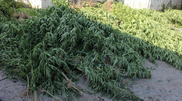 Yevlaxda çətənə bitkisinin satışı ilə məşğul olan şəxs saxlanılıb