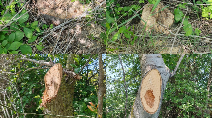 Qanunsuz ağac kəsən şəxs barəsində tədbir görüldü - FOTO  