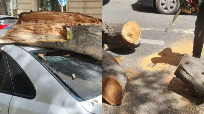 Bakıda külək nəticəsində sınan ağac avtomobilin üzərinə düşüb - VİDEO 