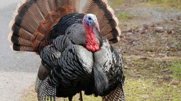 Azərbaycana gətirilən 1.2 ton hind quşu dərisi yararsız çıxdı